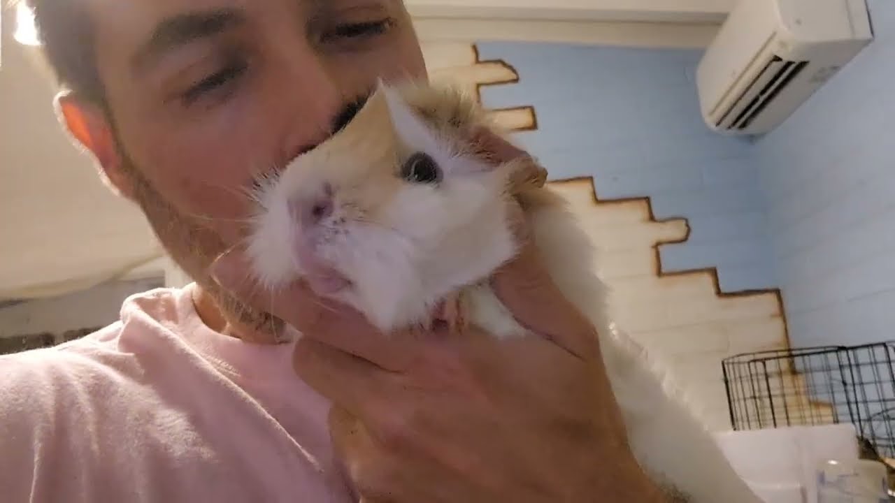 My Guinea Pigs Toby, Skunk and Gus