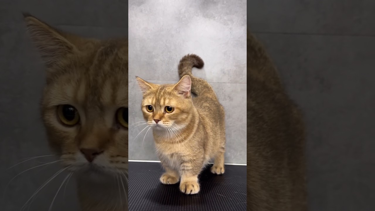 Imported Munchkin Cat Kittens For Sale in India #munchkin #india #bengaluru #mumbai #newdelhi #pune