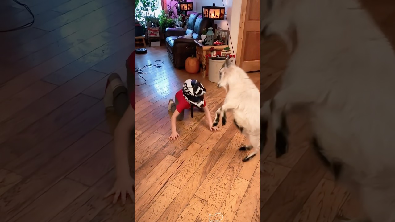 Goat head butt! 👀#funny #goat #helmet #shorts #ouch #goodhumor