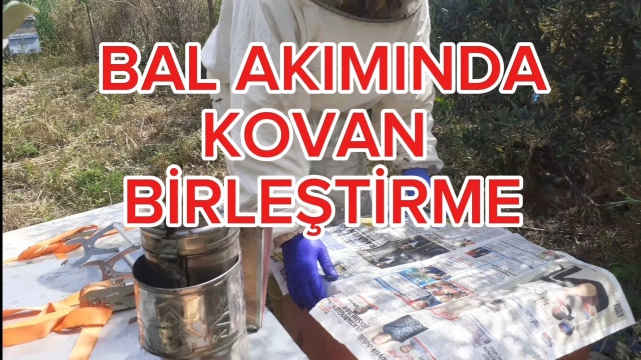 Kovan birleştirme yaparak bal akımına hazırlık