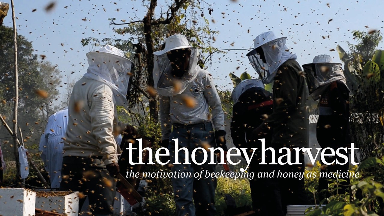 the honey harvest