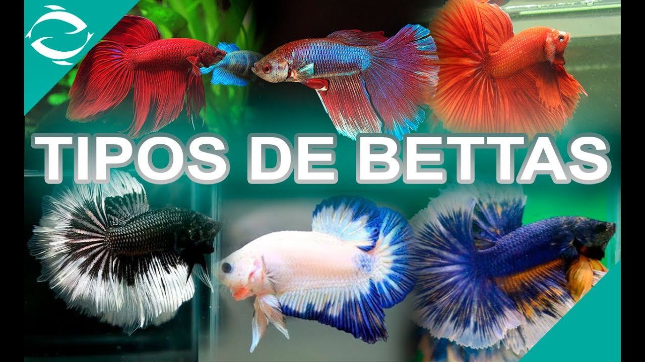 TIPOS DE BETTAS - todas la variedades de peces bettas - Por Aleta y por Color - Lima - Perú