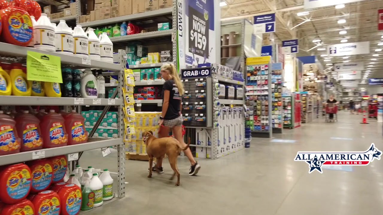 Arizona Dog Training I Board & Train Program I Phoenix Dog Trainers I All-American K-9