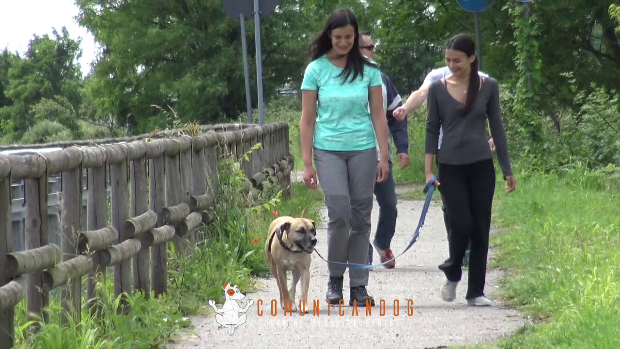 LA GESTIONE DEI PROPRI STATI EMOTIVI NEL LAVORO CON IL CANE