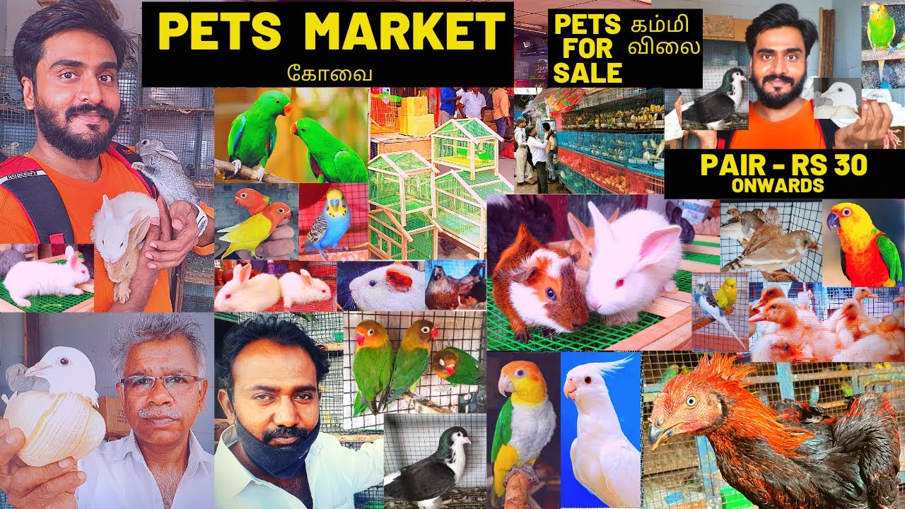 PETS MARKET - COIMBATORE |  கோவை புறா மார்க்கெட் -  குறைந்த விலையில் செல்ல பிராணிகளை வாங்க விற்க