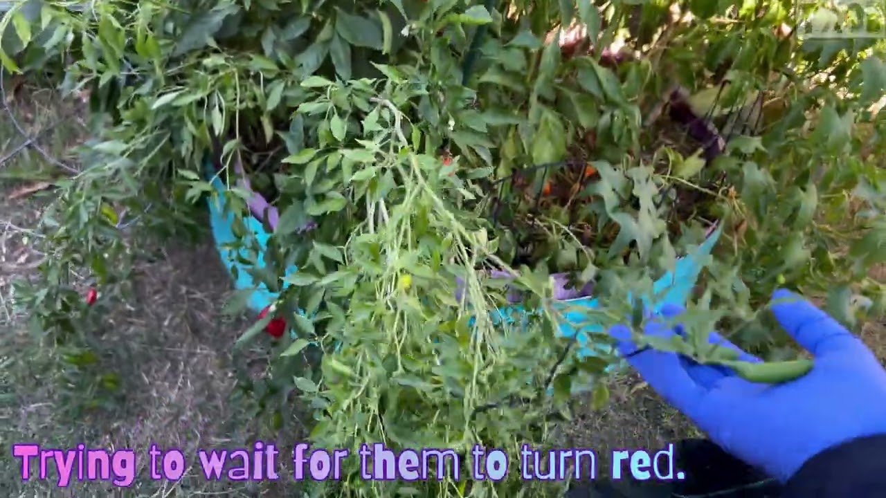 Garden Vlog Future Garden Plans, Adding Beds, But Hurt My Back, Again 🤦🏾‍♀️ 