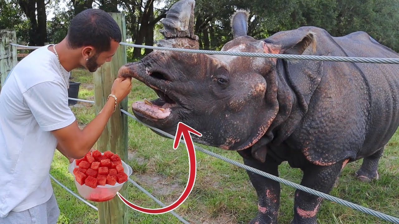 Feeding Oldest Living Rhino Watermelon!