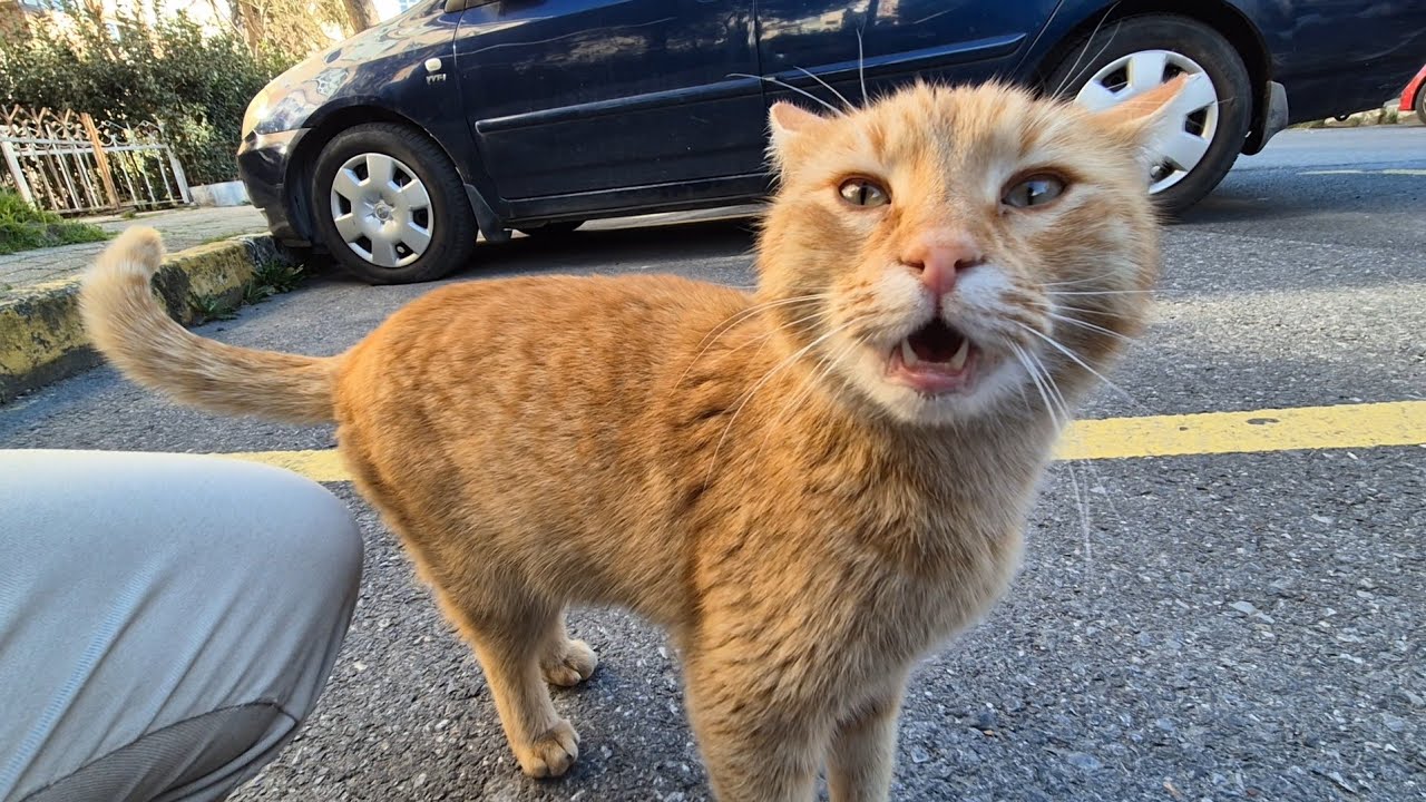 Street cats excitedly crowd around me, meowing nonstop for food.