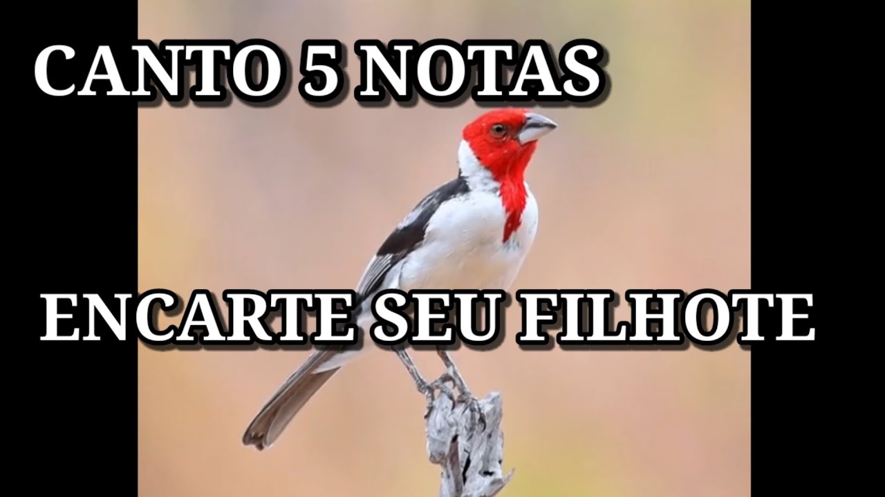 Galo De Campina Canto 5 Notas #encarte Para Filhote