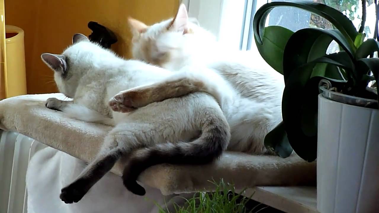 Putzvideo Lilian Chryso.MTS