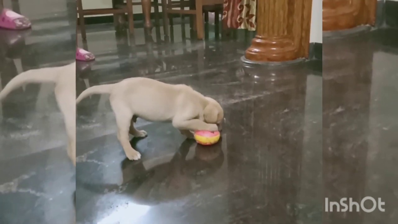 Our little lab puppy •ABBY's play time•