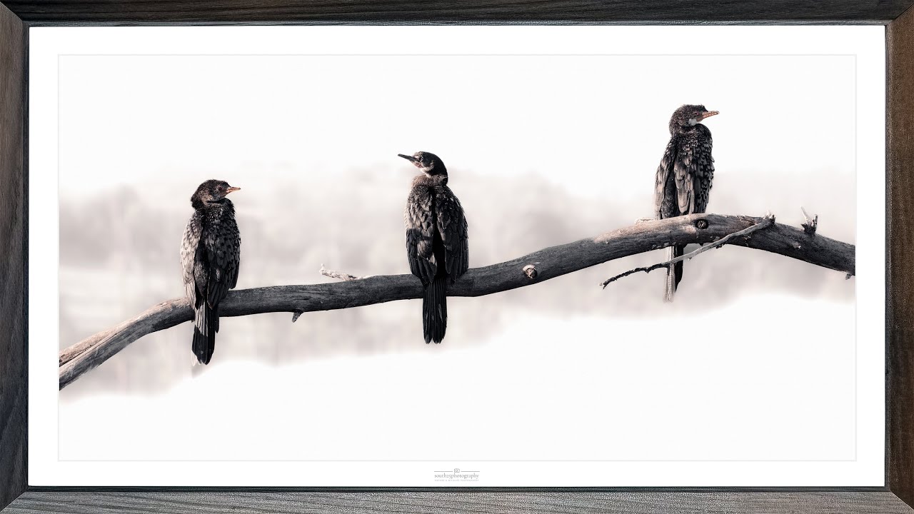 Framed African Birds | Transform Your TV Into a Framed Nature Scene