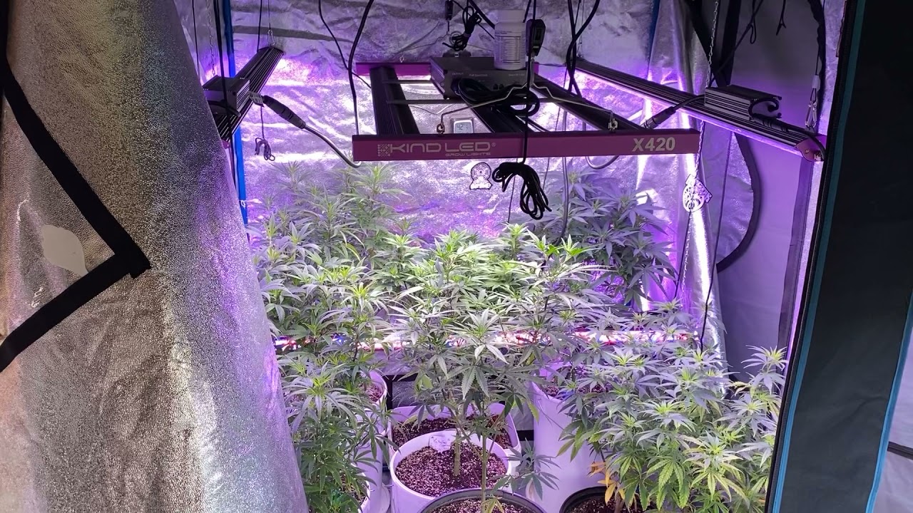 Kind led X-420 update!!!