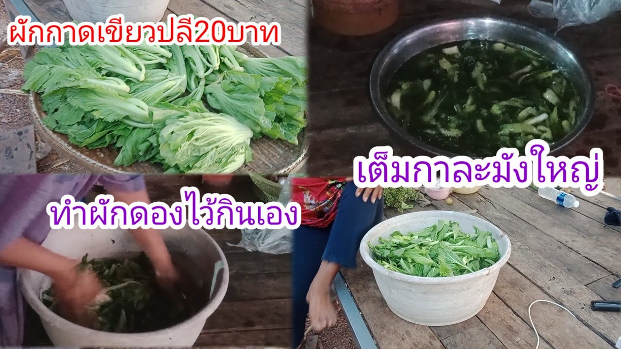 สุดตะลึงผักกาด20บาทเต็มกาละมัง!!ทำผักดองไว้กินเองสะอาดและปลอดภัย