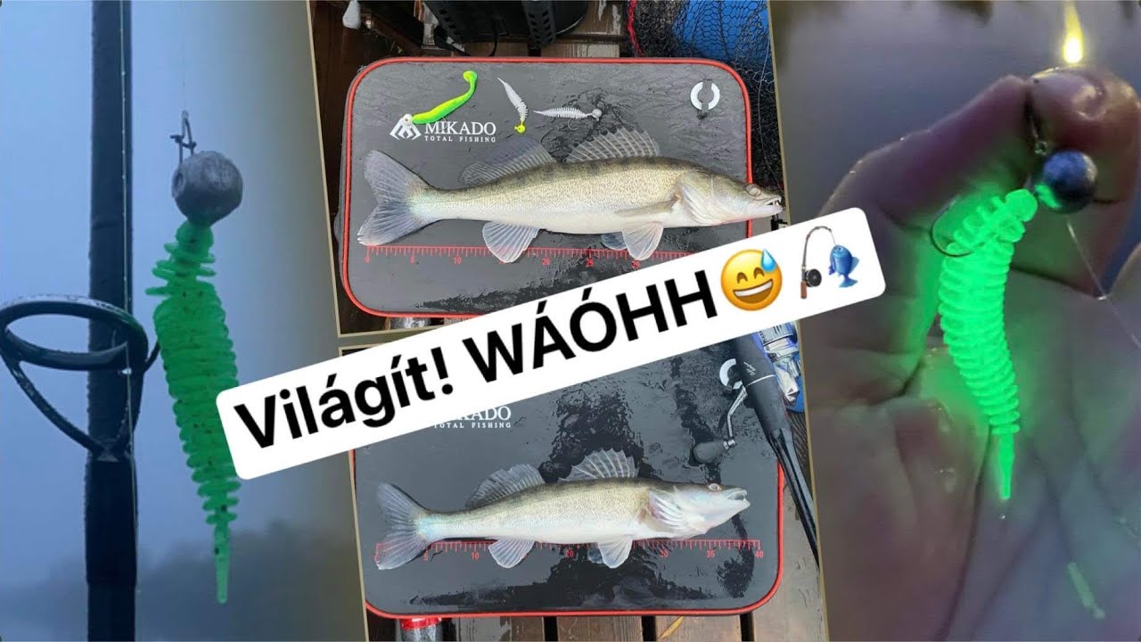 Ezért nem mindegy, hogy húzod fel a gumit a süllőnek (dwang) ! 🎣🤭