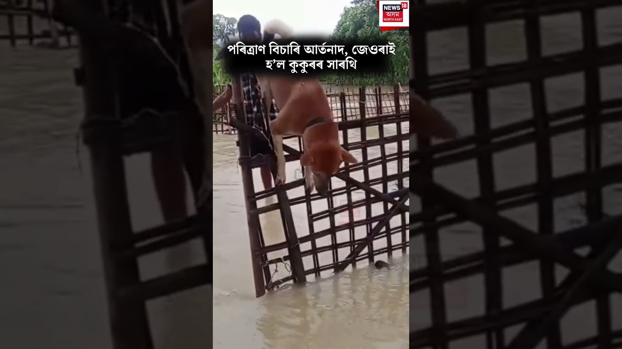Assam Flood Update | পৰিত্ৰাণ বিচাৰি আৰ্তনাদ, জেওৰাই হ&rsquo;ল কুকুৰৰ সাৰথি