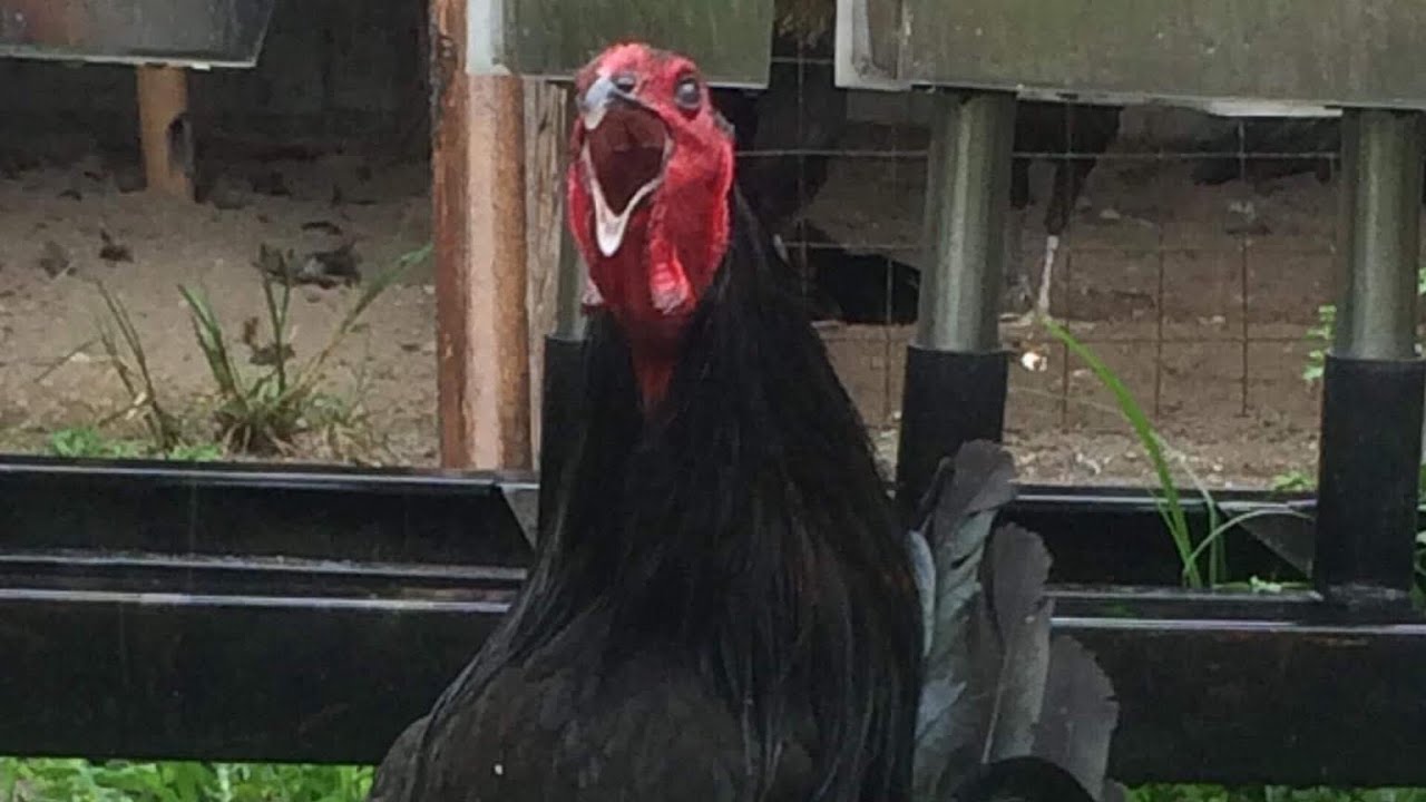 JMD Gamefarm, Bacolor, Gamefowl , Blues , Black McRae , Black Mamba , Duke Hulsey , Peruvian