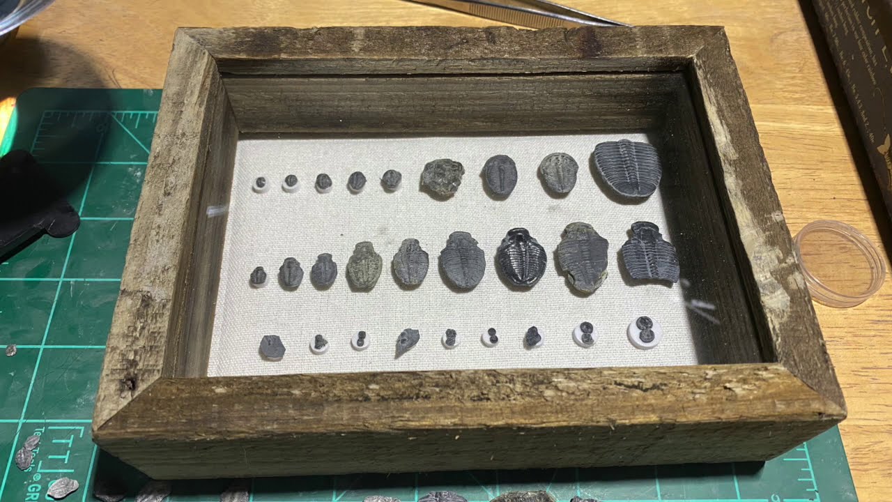 500 million year old Trilobite Prep and Cataloging