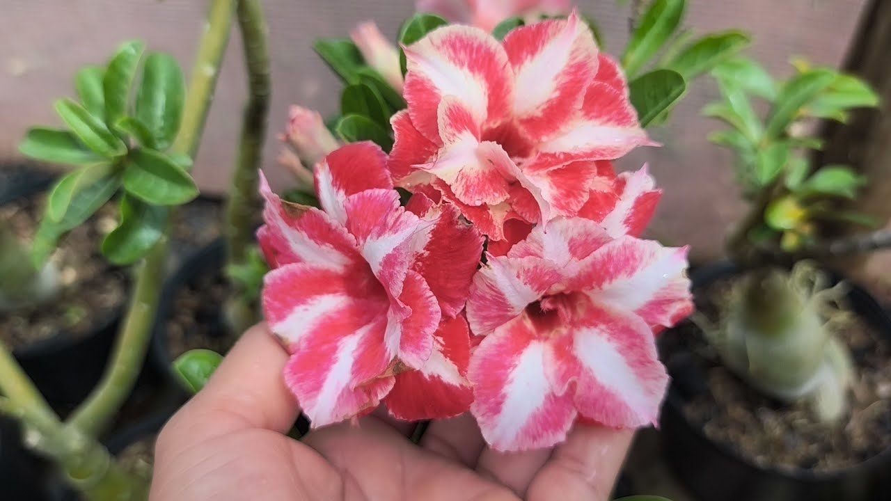 ROSA DO DESERTO LIBÉLULA E MAIS ALGUMAS LINDONAS AQUI NO JARDIM 😍🥰