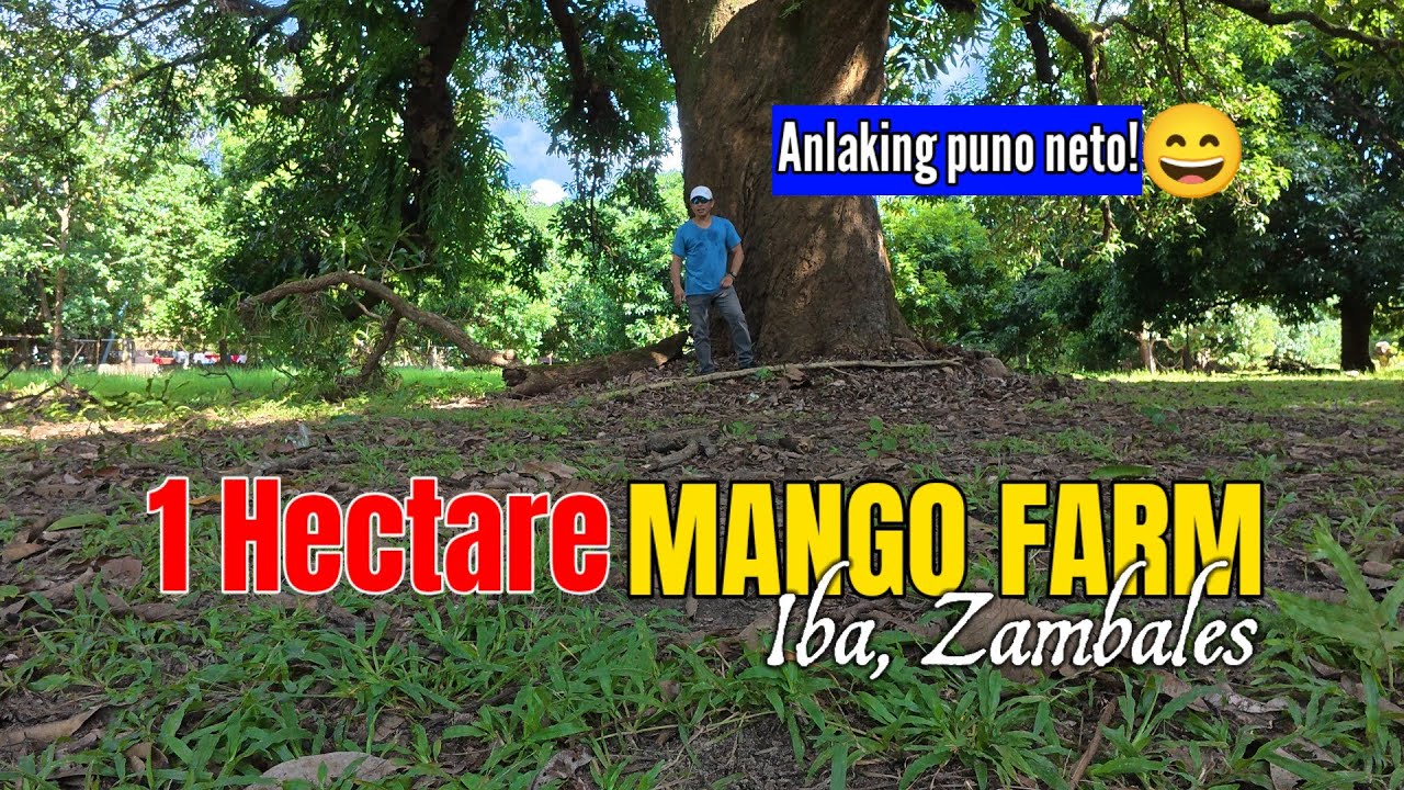 Wide Frontage Concrete Road Accessible 1 Hectare Countryside Vibe Mango Farm in Uptown Iba, Zambales