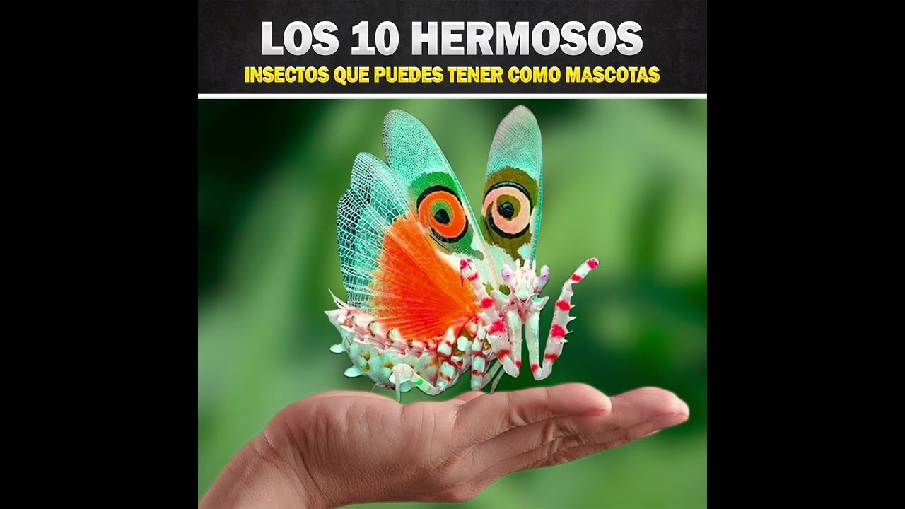 Los 10 hermosos insectos que puedes tener como mascota 😍