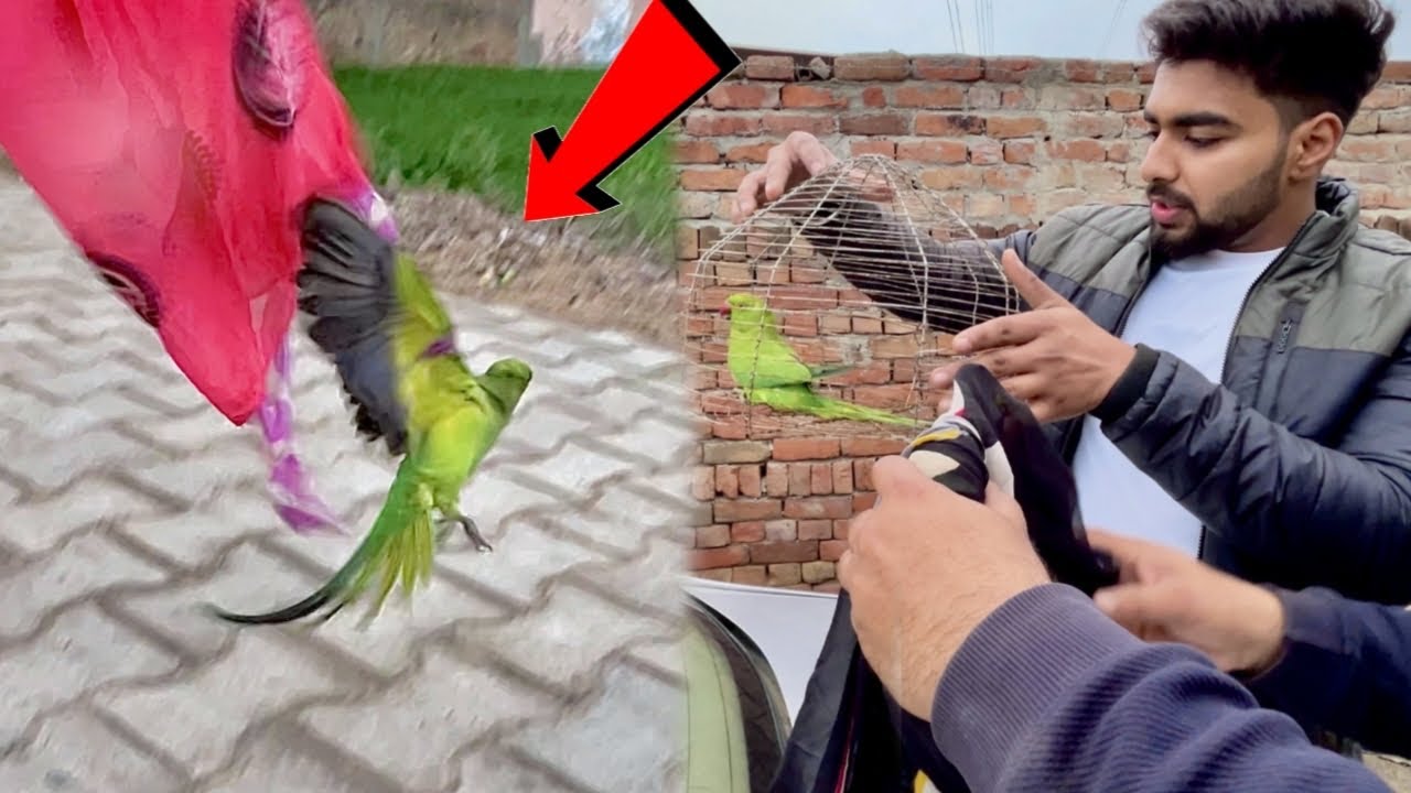 PARROT 🦜 Pakad Liya Or Azad Krdiya 😅