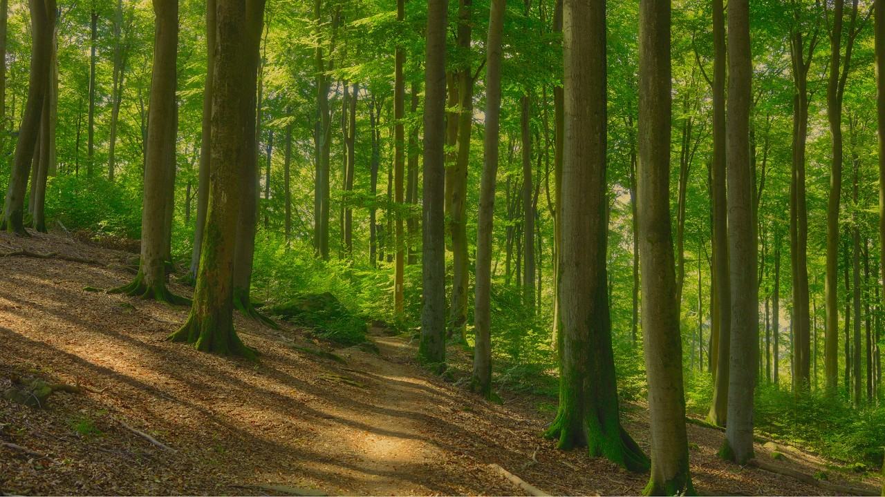 🌳 4K - Relaxing Nature Sounds For Stress Relief, Forest Sounds, Bird Song, No AI