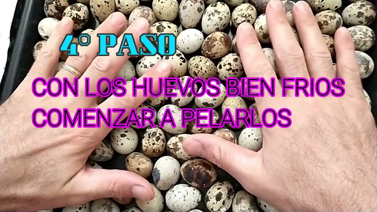 TECNICAS Y SECRETOS PARA HERVIR Y PELAR HUEVOS DE CODORNIZ SIN QUE SE ROMPAN | LO QUE NADIE TE DICE