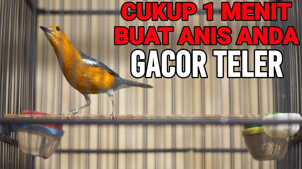 Anis merah MACET BUNYI coba putar suara NRITIK NGEPLONG TELER dijamin 100% NYAUT GACOR