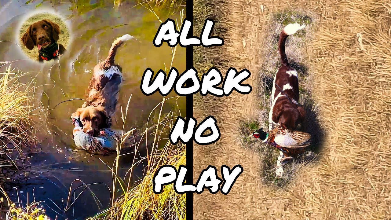 Tired Small Munsterlander Digs Deep to Retrieve Pheasant | Montana Pheasant Opening Week.