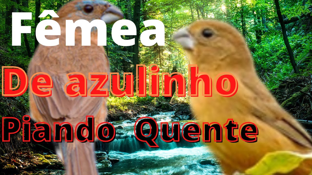 A melhor fêmea de de azulinho chamada para foguear