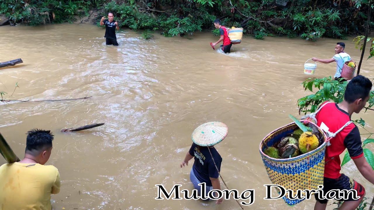 Kutip Buah Durian Di Kebun Mentua Untung Kali Ini Balik Dapat Makan Durian…//
