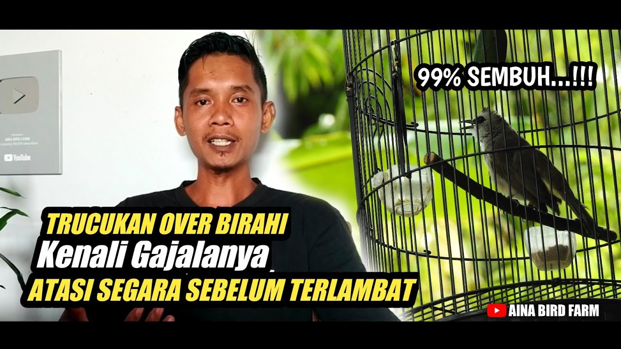 TRUCUKAN OVER BIRAHI 99% SEMBUH DENGAN TEKNIK INI‼️