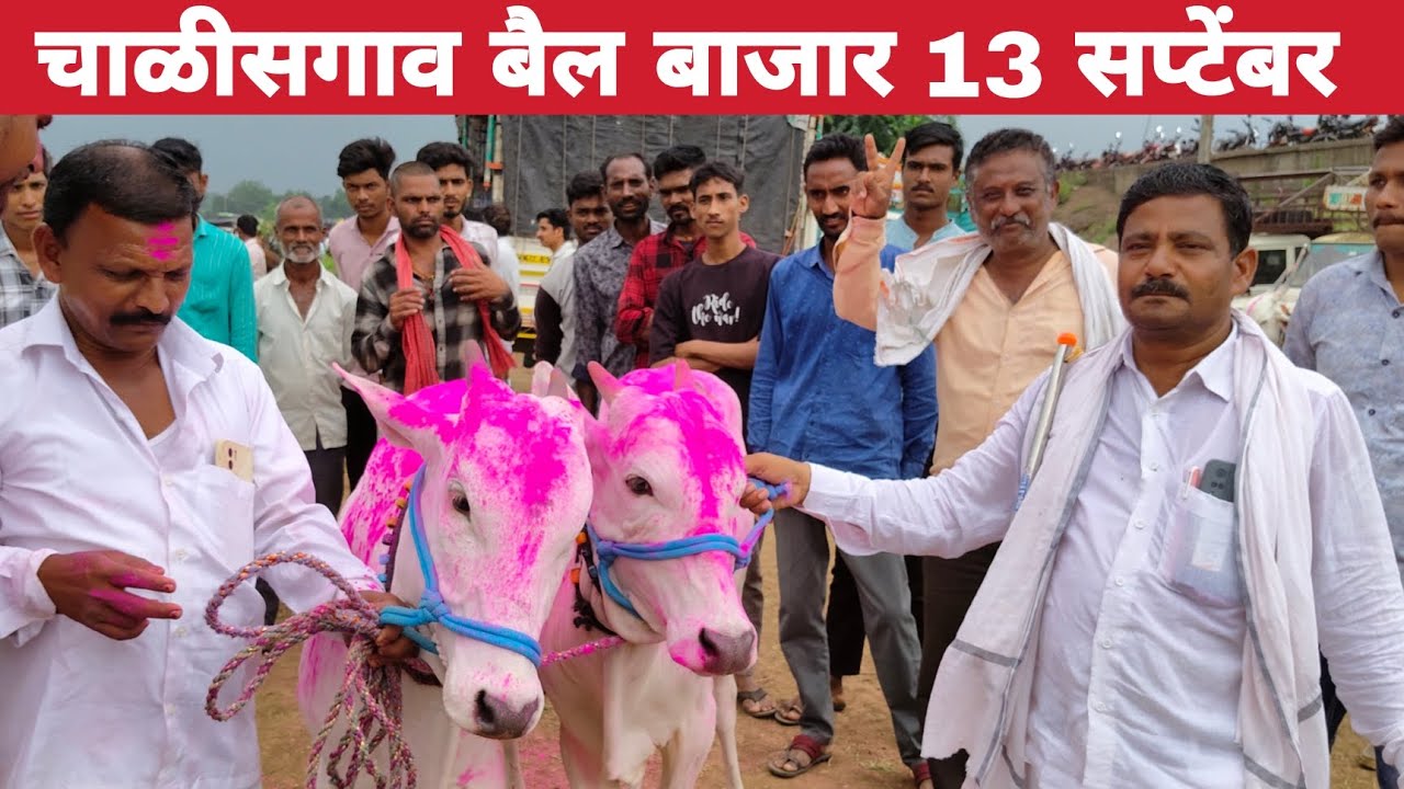 चाळीसगाव बैल बाजार | chalisgaon bail bazar | चाळीसगाव बैल बाजार 13 सप्टेंबर 2025