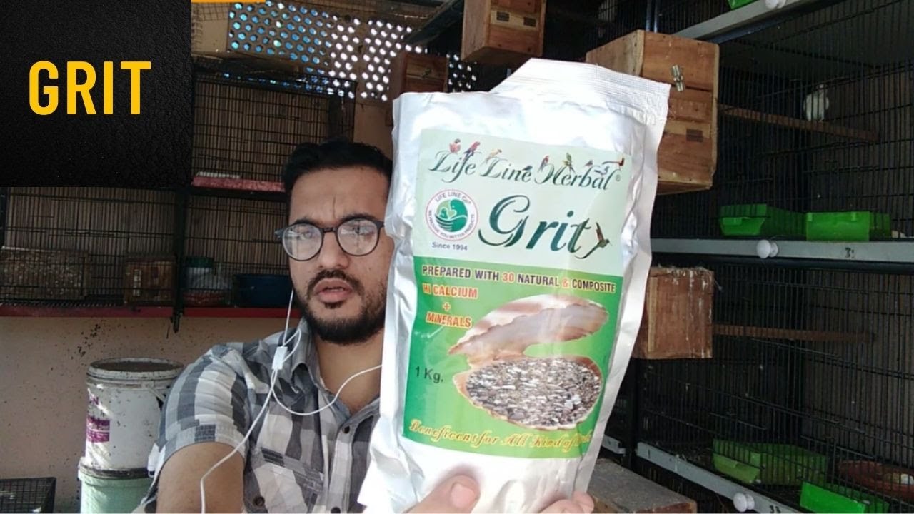 Grit for Birds | Benefits of Grit | Grit kesay deni chahye | Birds Grit | Urdu/Hindi