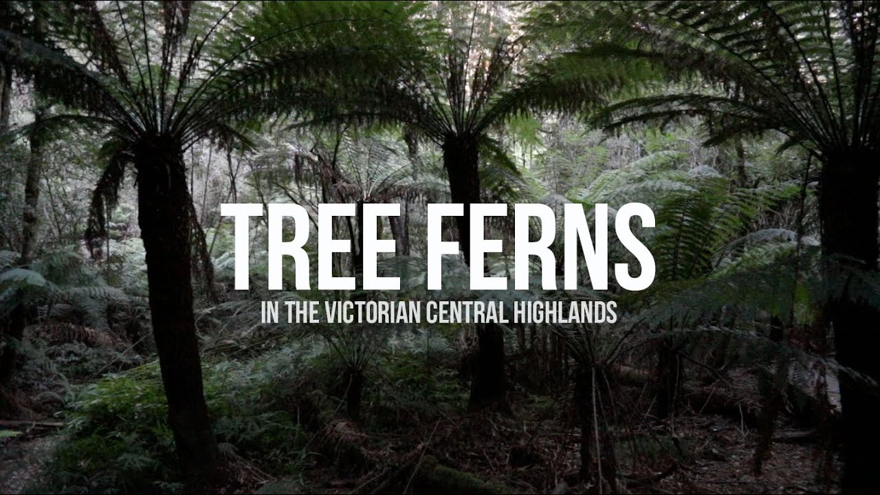 Tree Ferns in the Victorian Central Highlands