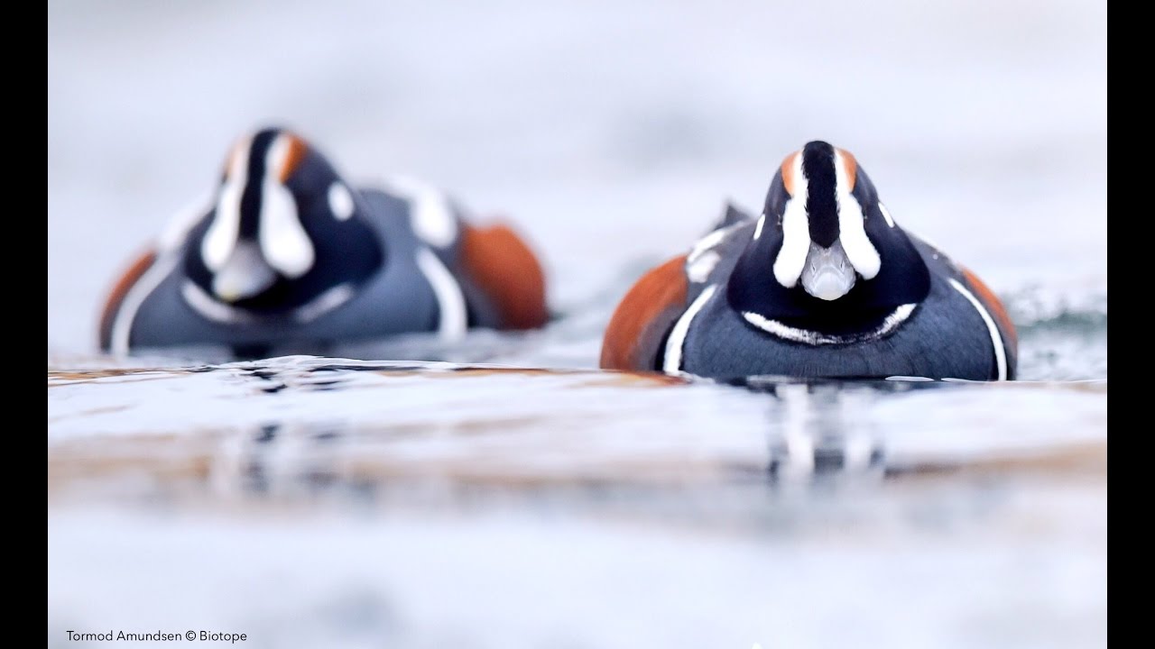 Iceland birding Myvatn Harlequin Ducks - November 2016, Tormod Amundsen &copy; Biotope