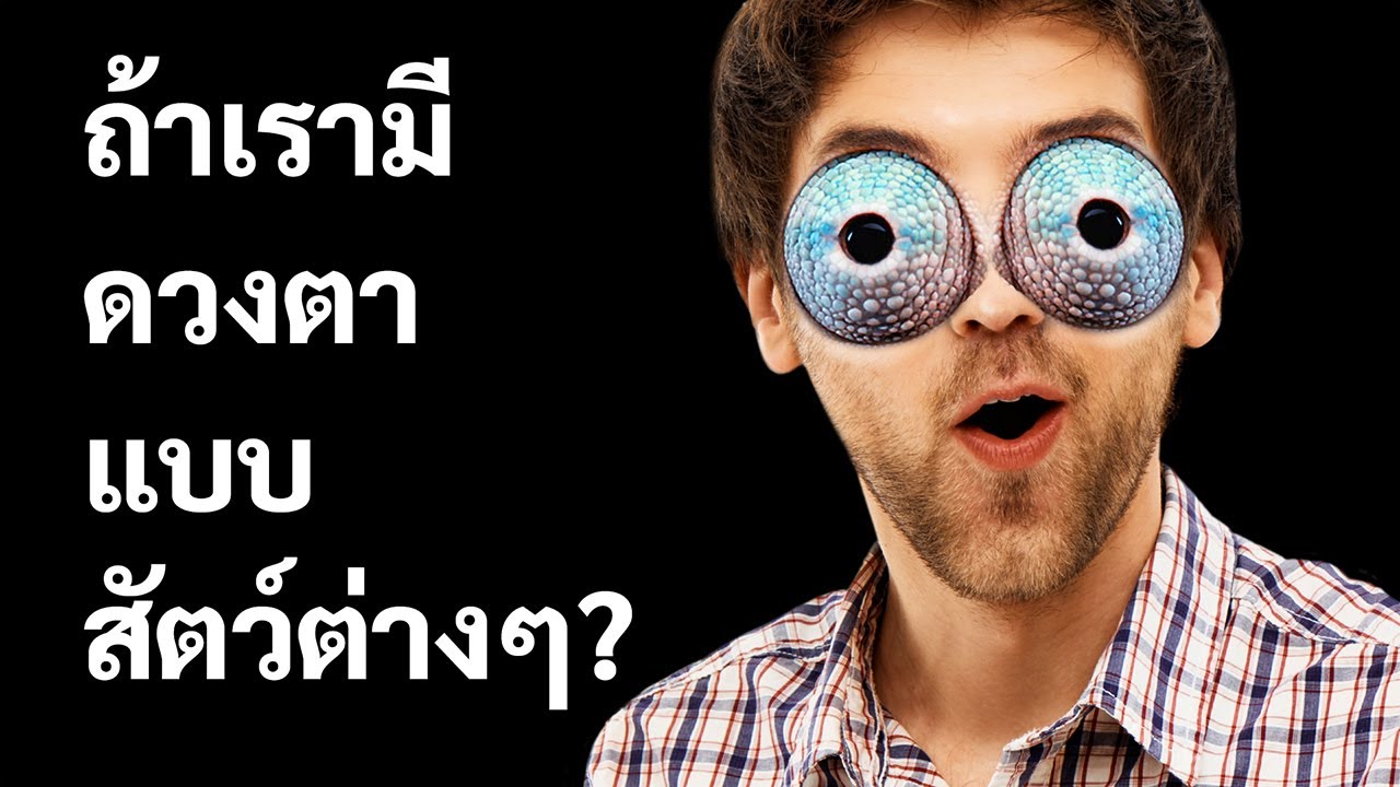 จะเป็นอย่างไรถ้าเรามองเห็นแบบสัตว์ต่าง ๆ (คุณจะมองเข้าไปในหูตัวเองได้!)
