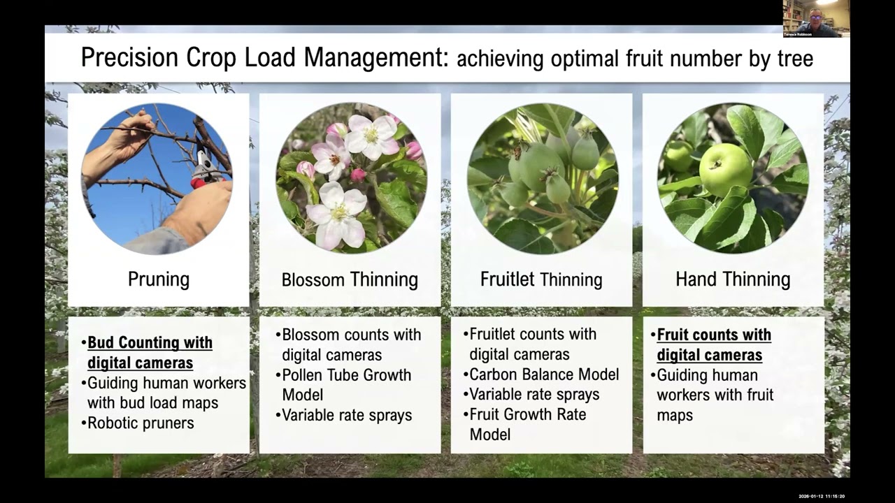 Optimum bud and fruit number of Honeycrisp and Gala