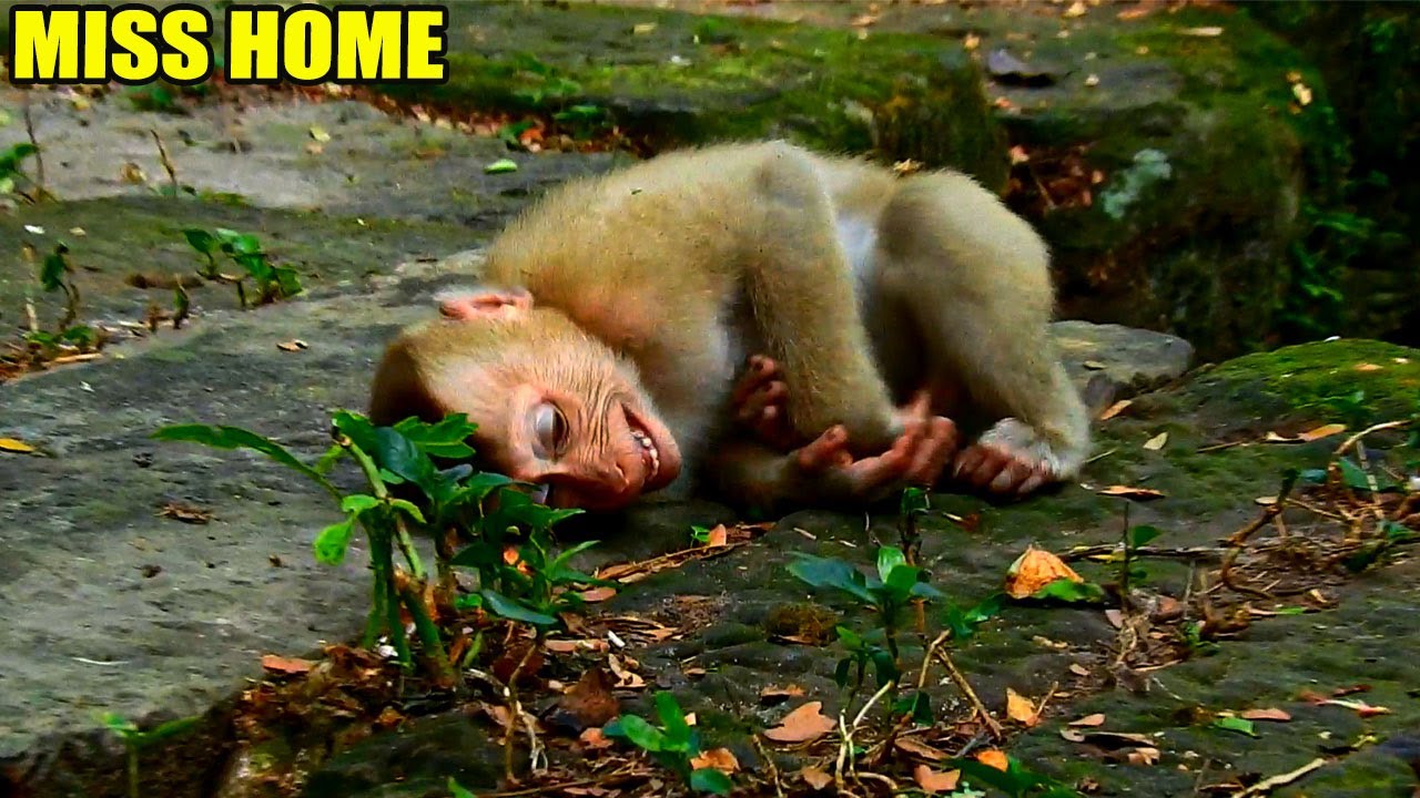 BREAKING NEWS! POOR ABANDONED MO-NKEY C-RIED AND CALLED HIS EX OWNER TO BRING HIM BACK HOME.