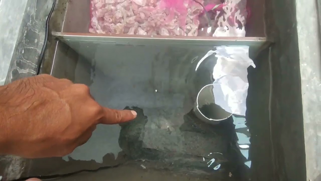 tutorial cara kerja filter sekatan keramik di kolam ikan koi#kolamikankoi