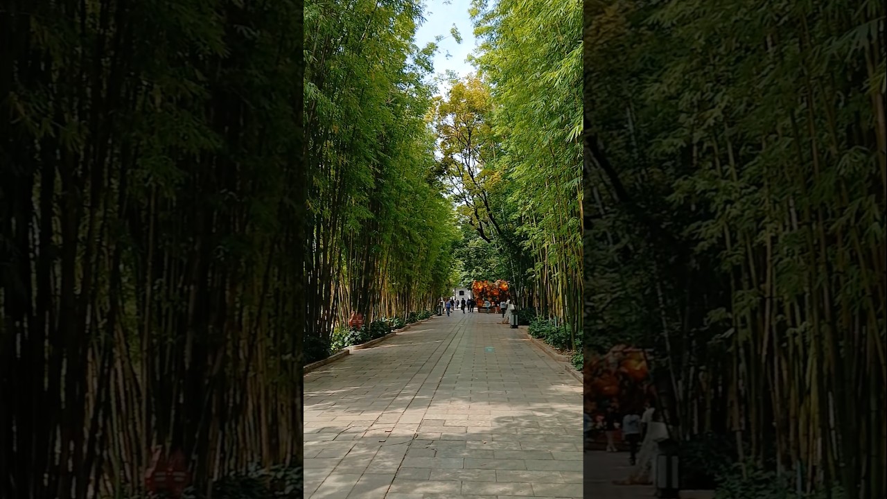 Chinese Bamboo Garden 