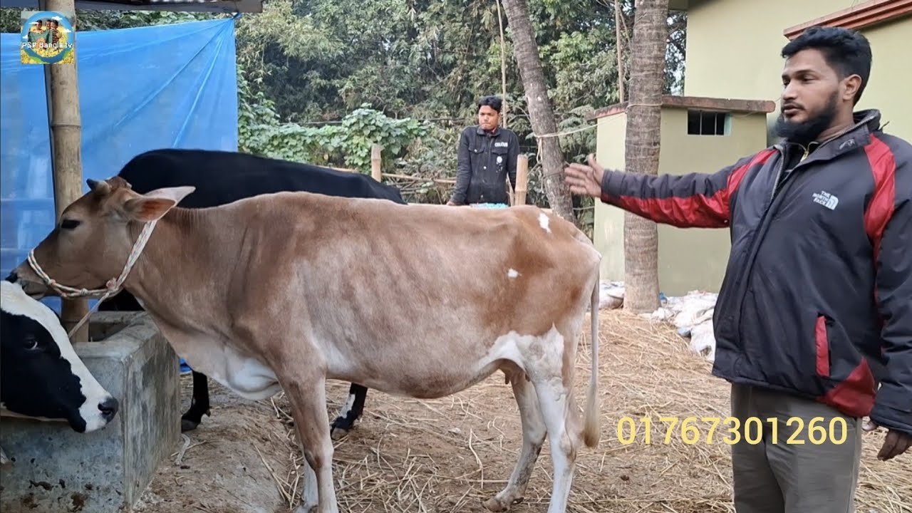 @ ২৮/১/২০২৬|| চট্টগ্রামের ব্যবসায়ীর মাংসের গরু কেনা মাশরাফি এগ্রো ফার্মে||