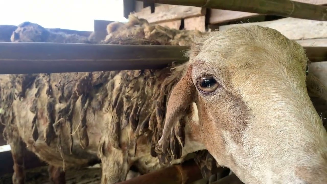 Sapi malbor
