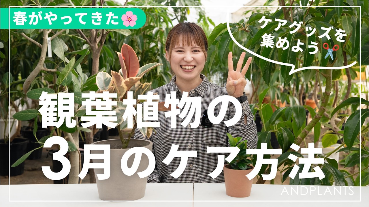【実は要注意】3月の観葉植物の育て方｜春に向けた正しいケア