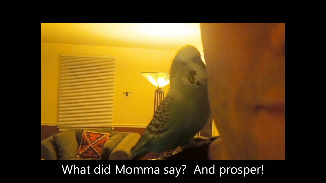 Disco The Talking Parakeet Talks to Daddy