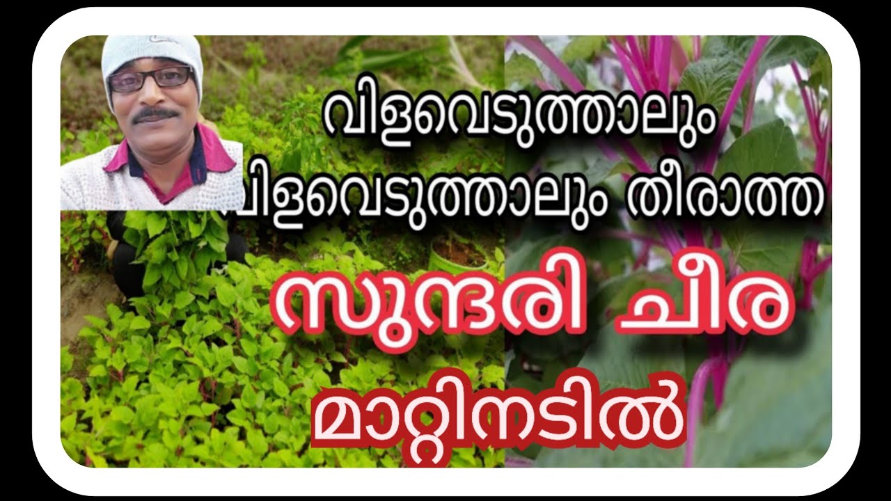 സുന്ദരി ചിരമാറ്റിനടൽ#farming #love #agriculture #food #nature#Afsalvlog's 