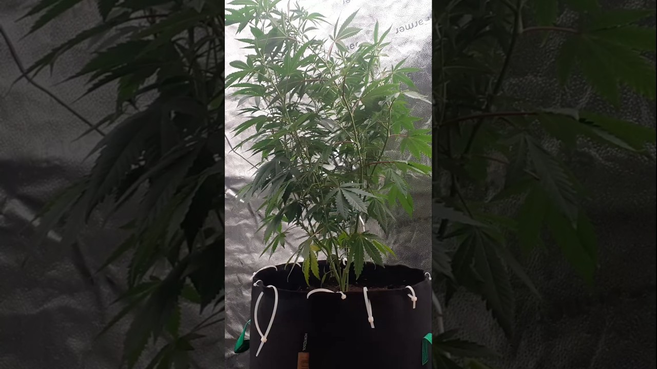 Vorbereitung f&uuml;r die Bl&uuml;te- Pflanzentraining im Scrog Netz