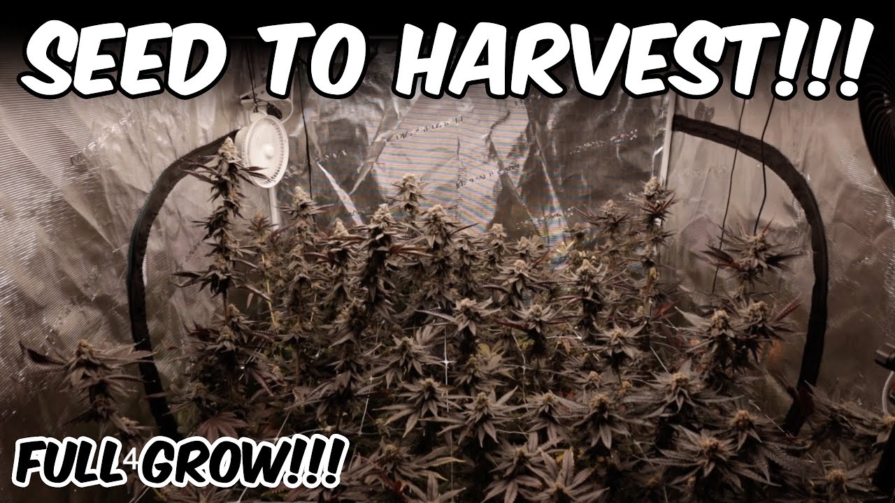 Truffle Breath FULL SEED TO HARVEST HOME GROW TENT!!! FIRE BUDS!!!