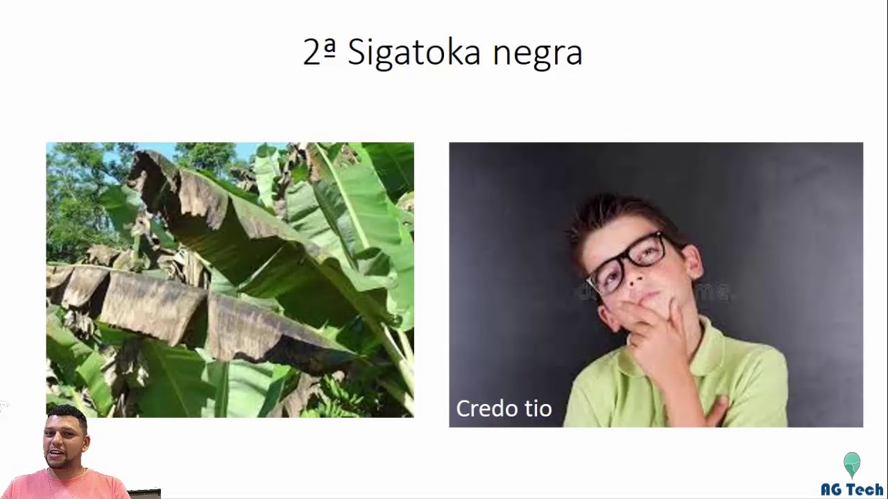 Sistema de previsão de doenças na cultura da BANANA